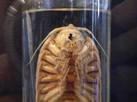 Un parásito conservado en un frasco de muestras.
